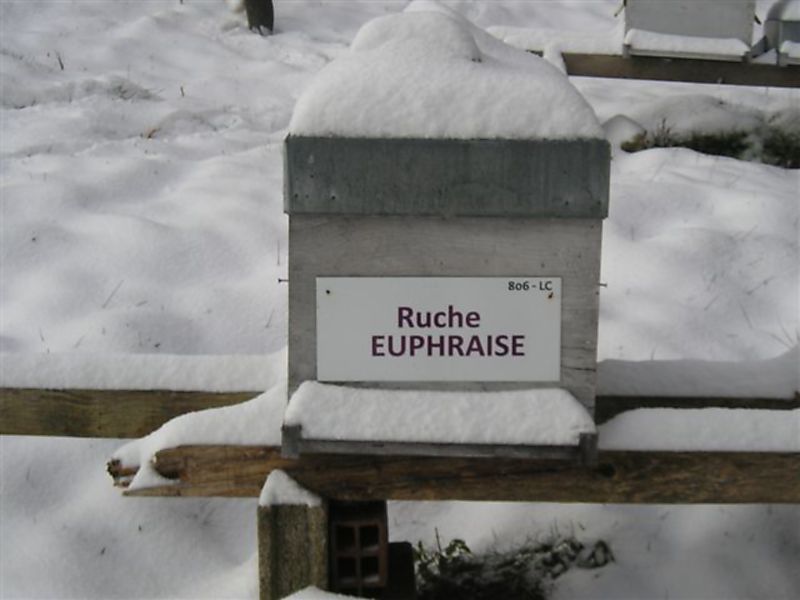 La ruche Euphraise