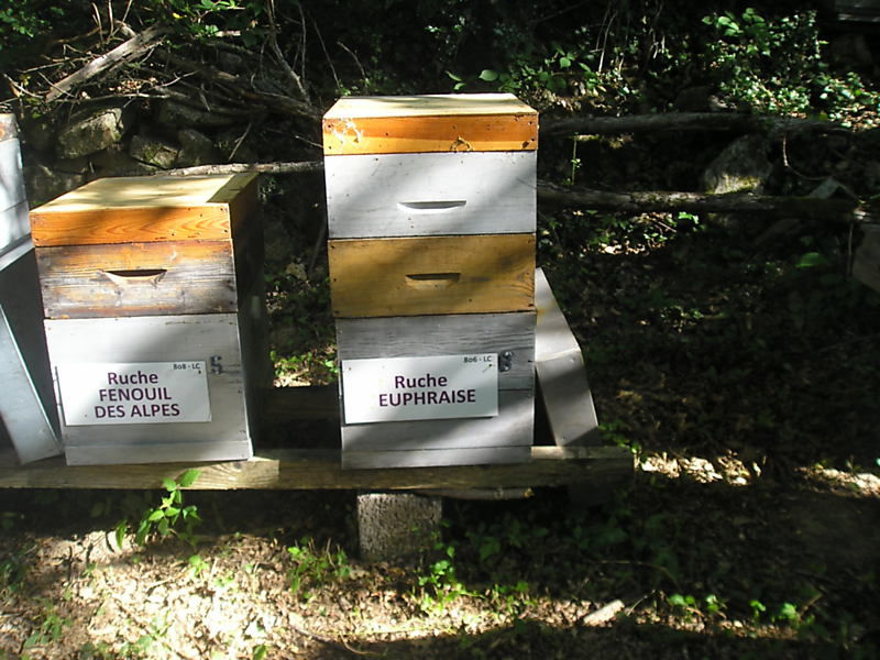 La ruche Euphraise