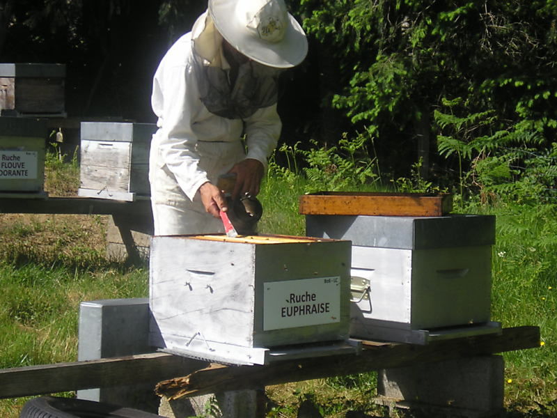 La ruche Euphraise