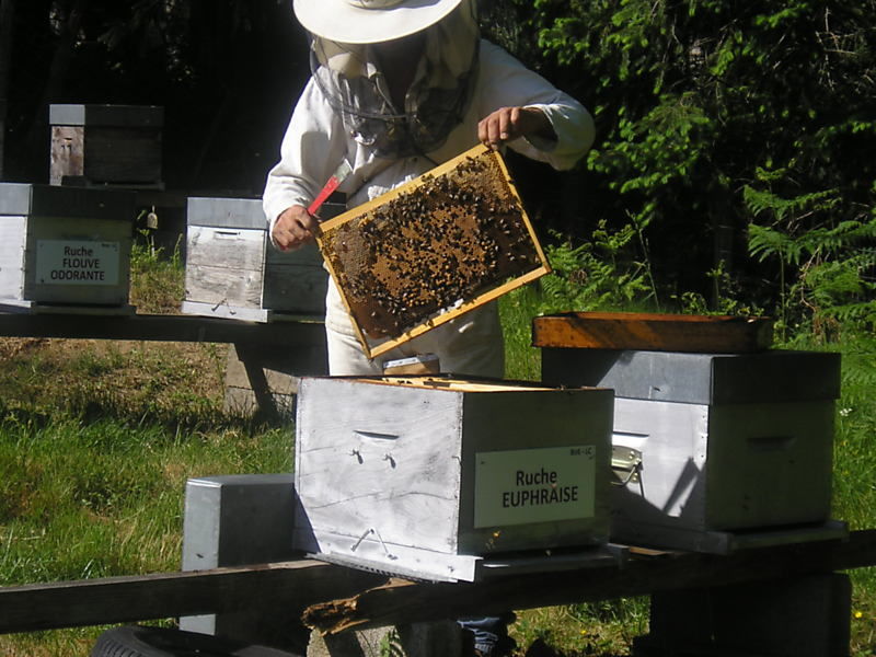 La ruche Euphraise