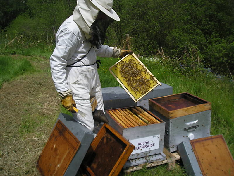 La ruche Euphraise