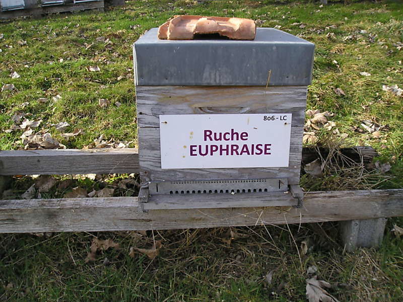 La ruche Euphraise