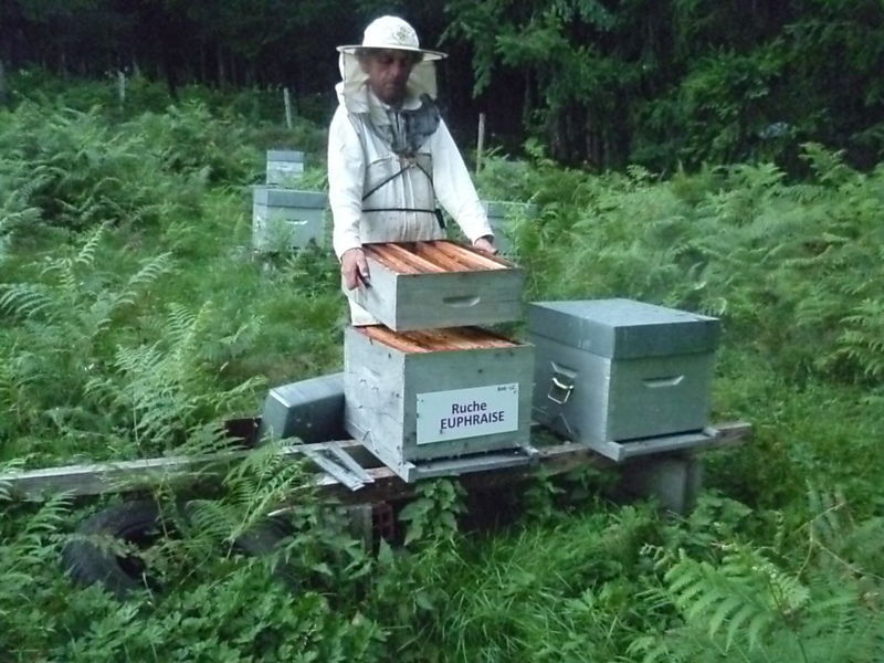 La ruche Euphraise