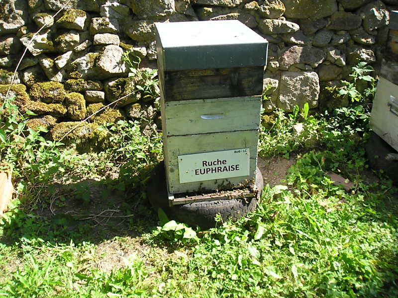 La ruche Euphraise