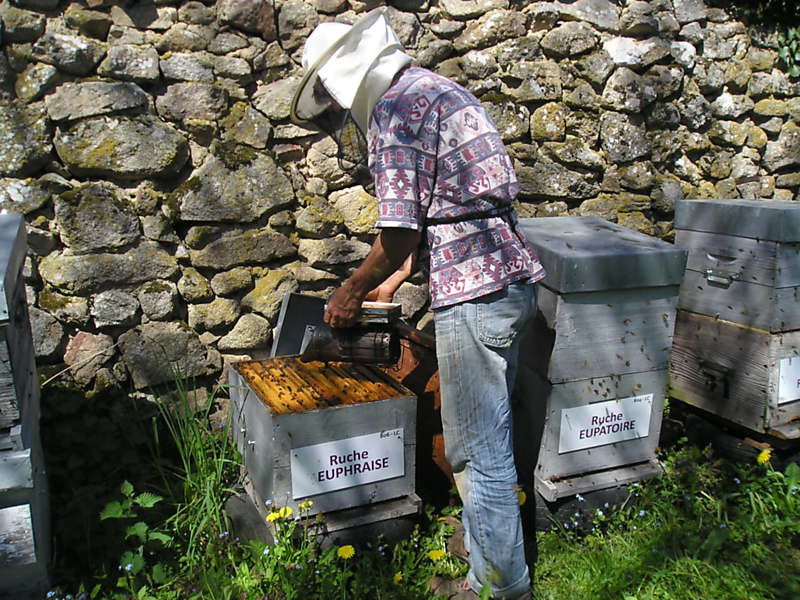 La ruche Euphraise