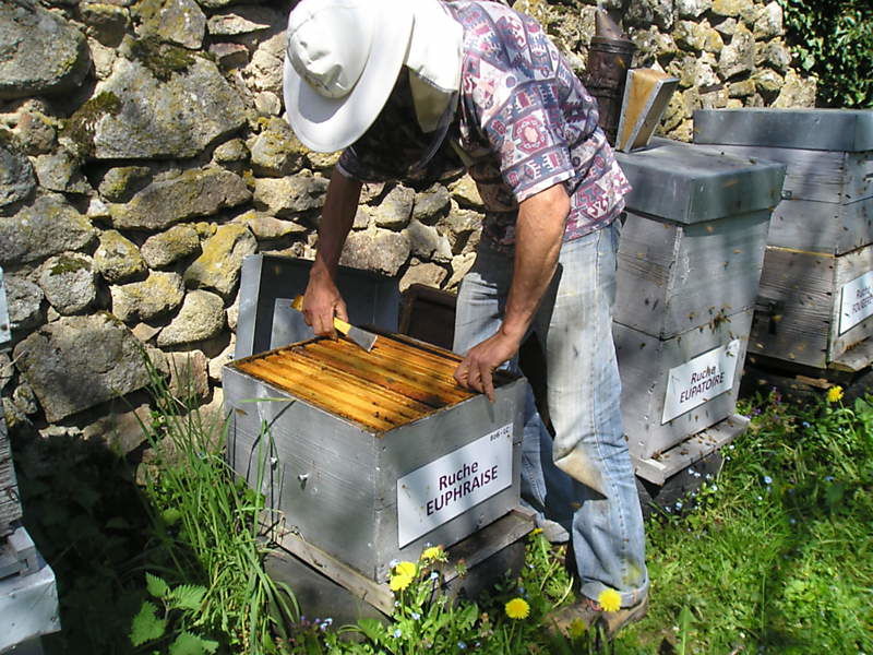 La ruche Euphraise