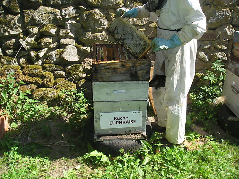 La ruche Euphraise
