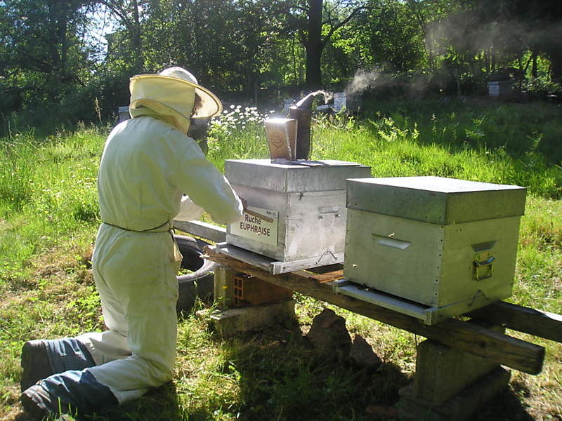 La ruche Euphraise