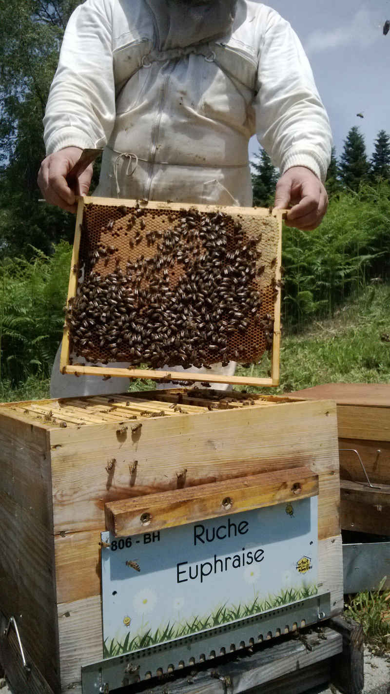 La ruche Euphraise