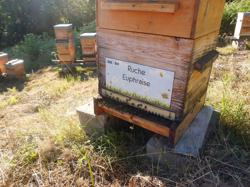 La ruche Euphraise