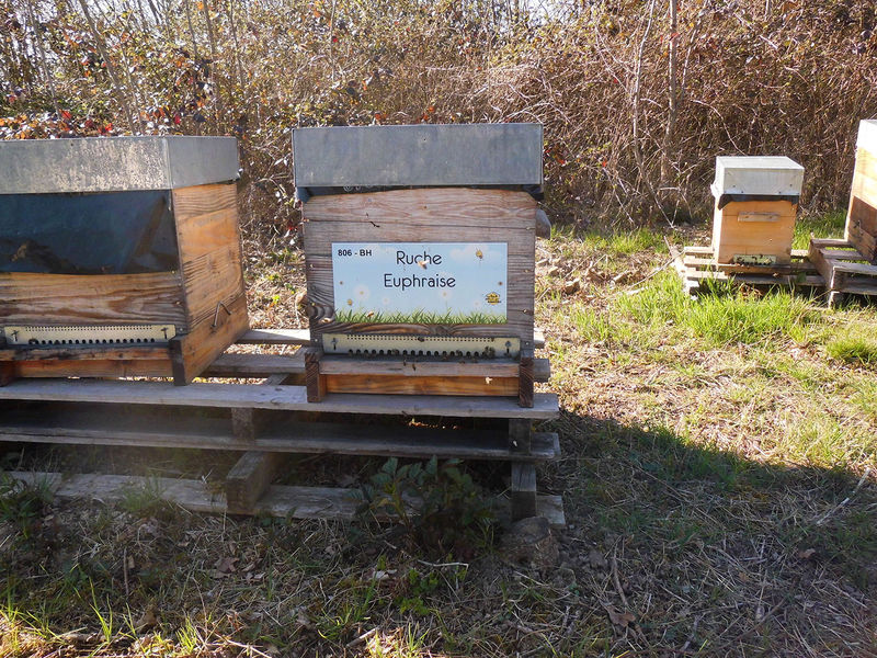 La ruche Euphraise
