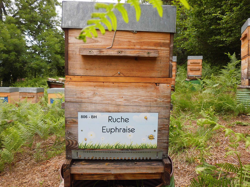 La ruche Euphraise