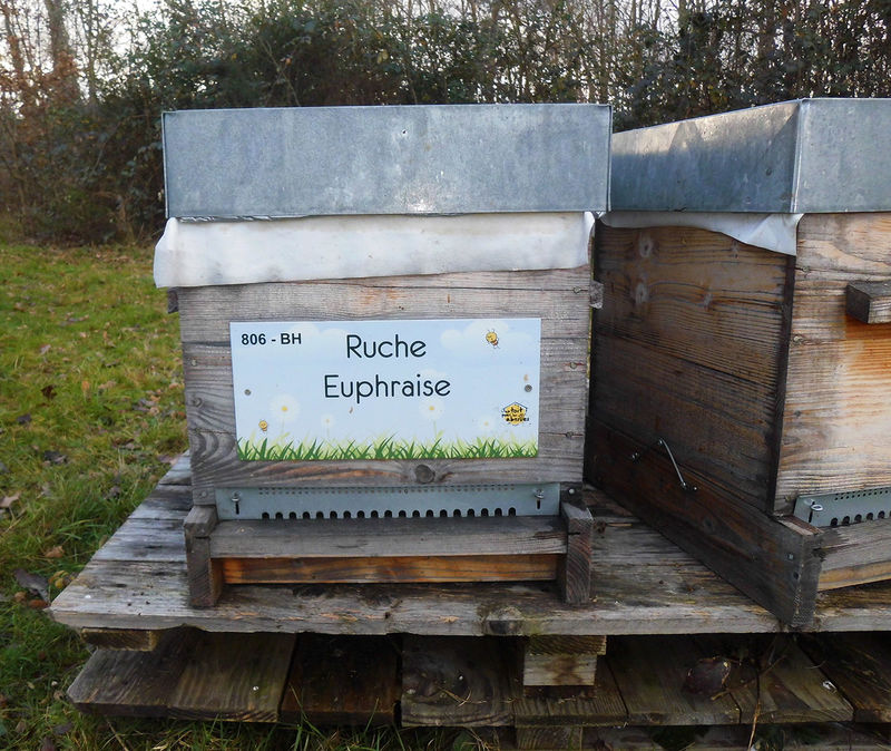 La ruche Euphraise