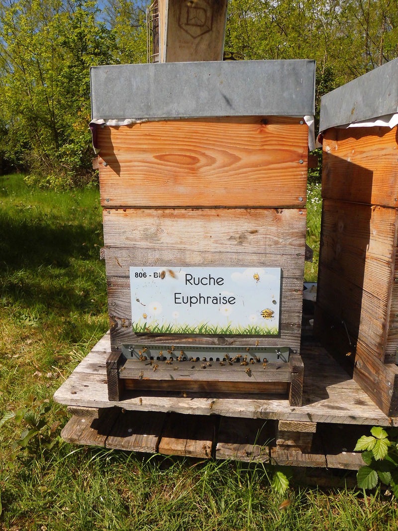 La ruche Euphraise