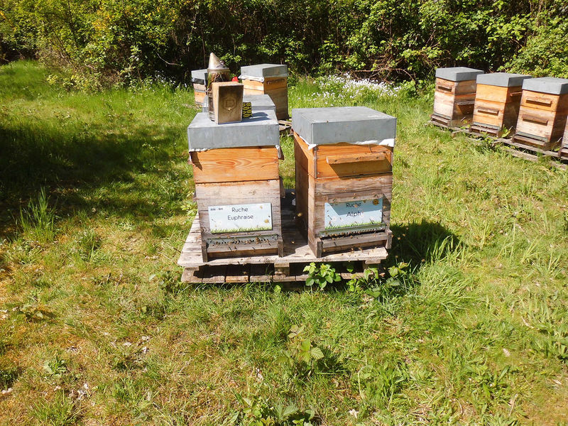 La ruche Euphraise