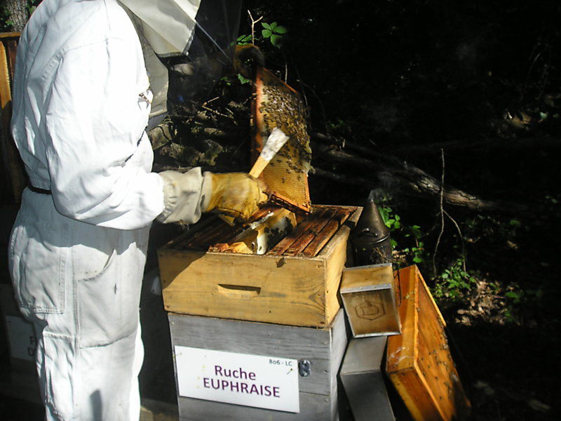 La ruche Euphraise