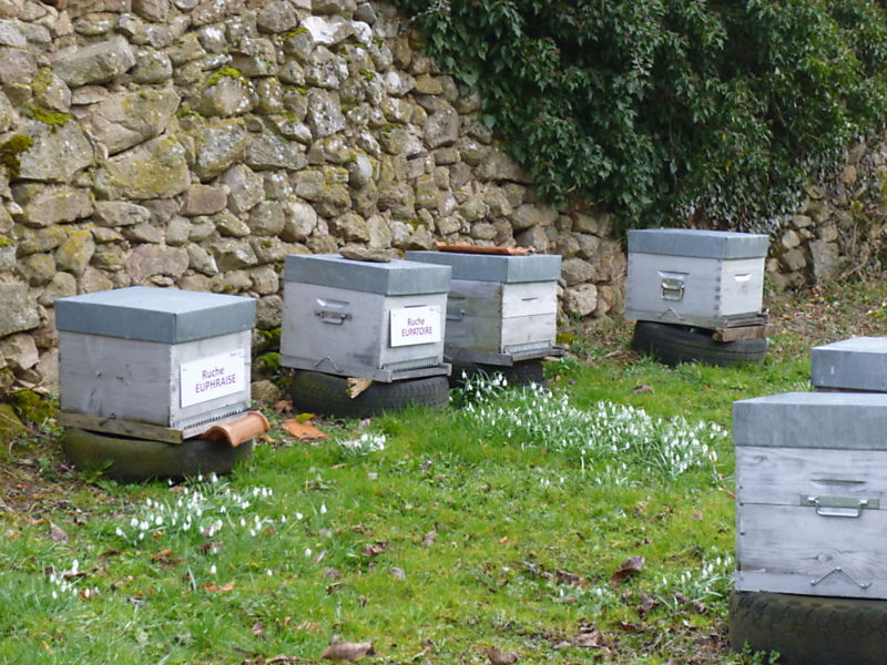 La ruche Euphraise