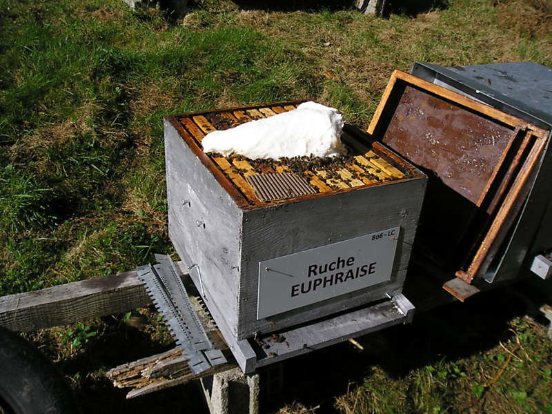 La ruche Euphraise