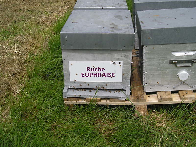 La ruche Euphraise