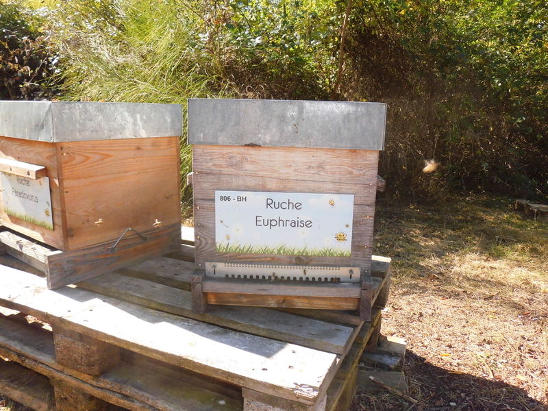 La ruche Euphraise