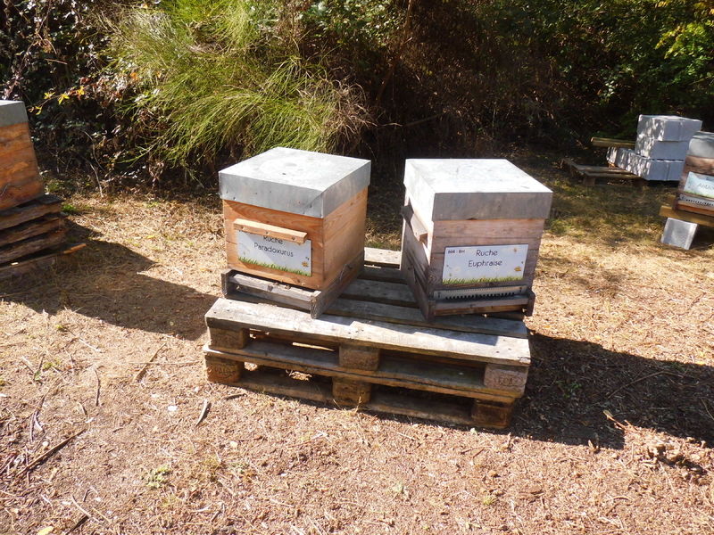 La ruche Euphraise