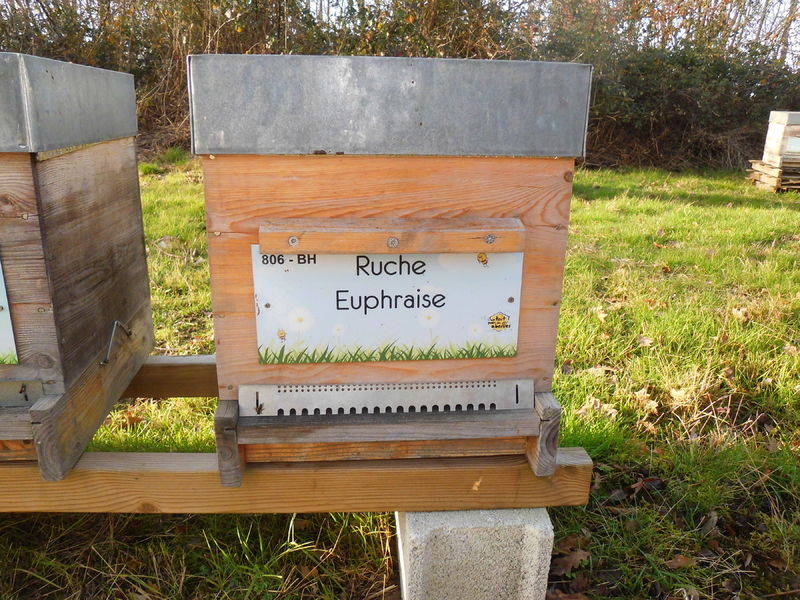 La ruche Euphraise
