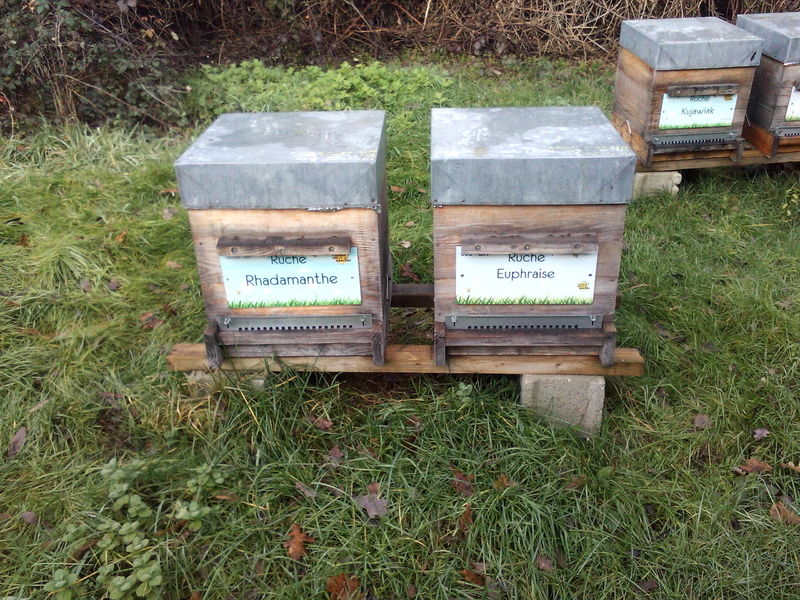 La ruche Euphraise