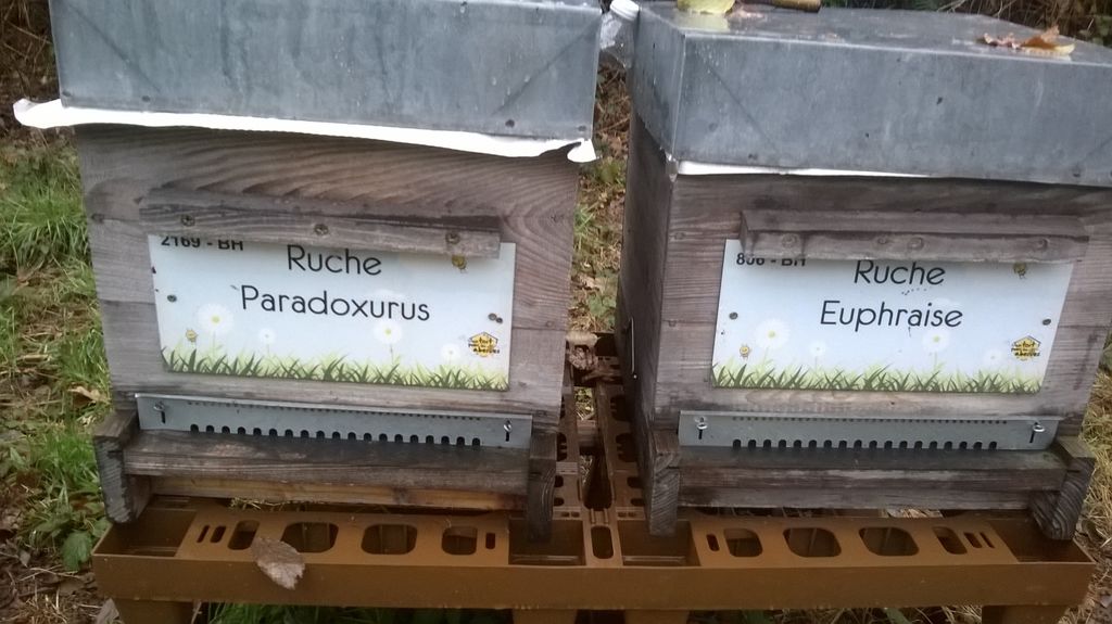 La ruche Euphraise
