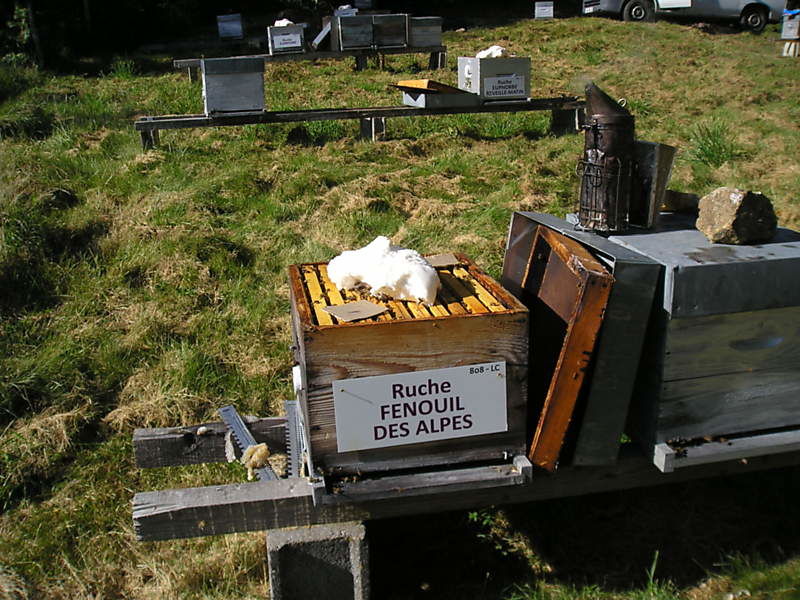 La ruche Fenouil des alpes