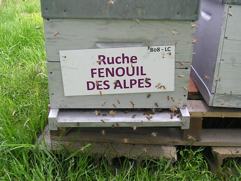 La ruche Fenouil des alpes