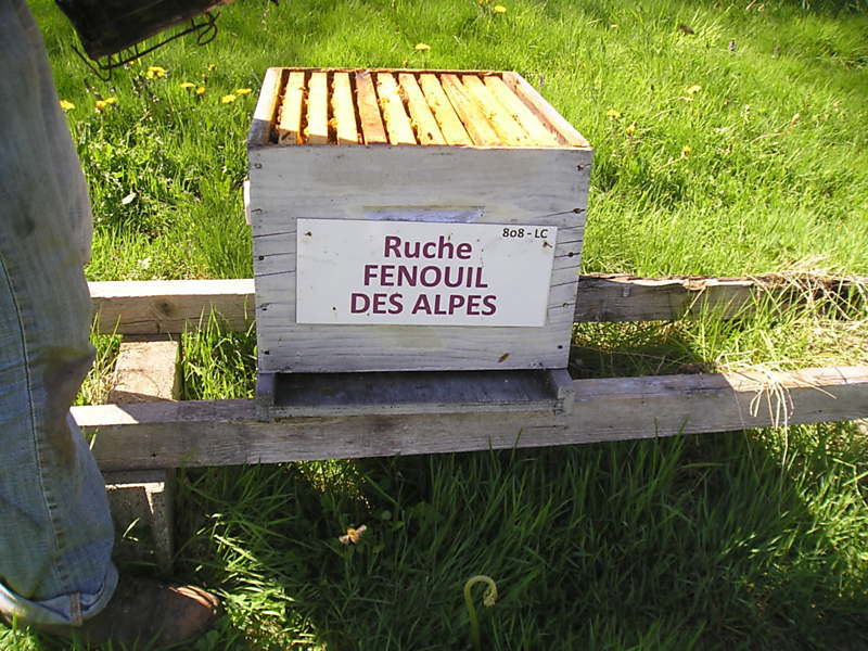 La ruche Fenouil des alpes