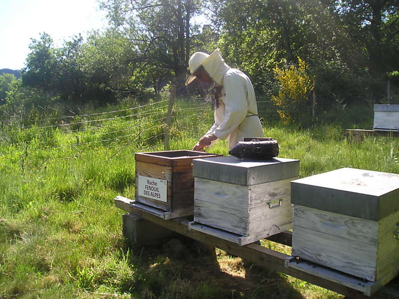 La ruche Fenouil des alpes