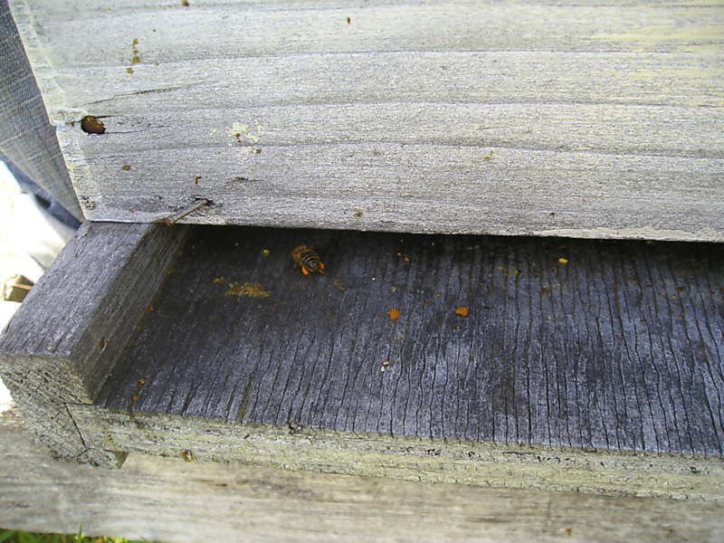 La ruche Fenouil des alpes