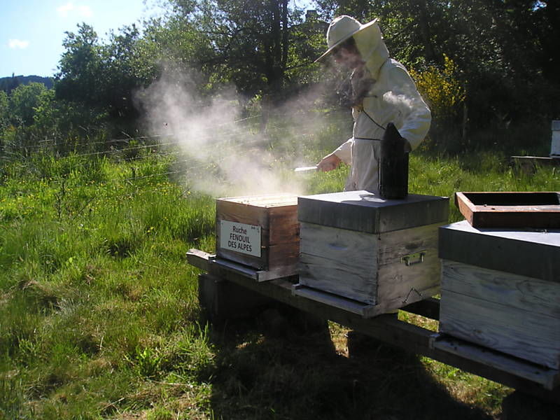 La ruche Fenouil des alpes