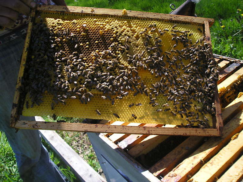 La ruche Fenouil des alpes