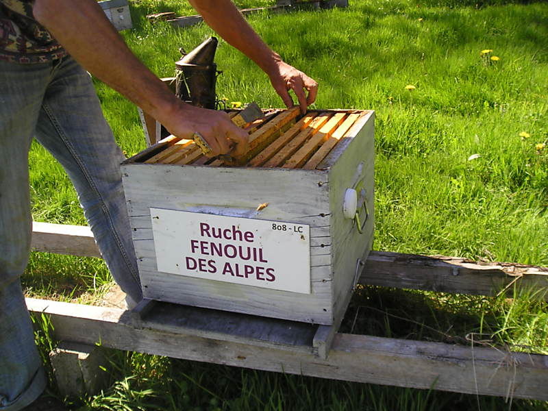 La ruche Fenouil des alpes