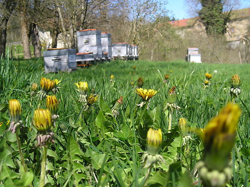 La ruche Fenouil des alpes