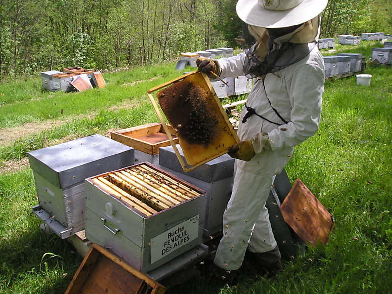La ruche Fenouil des alpes