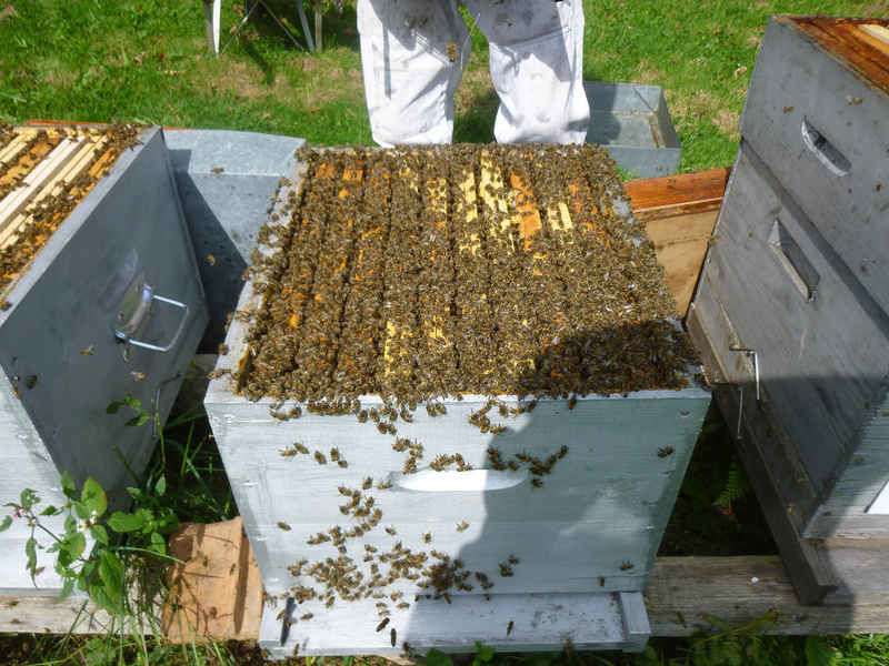 La ruche Fenouil des alpes