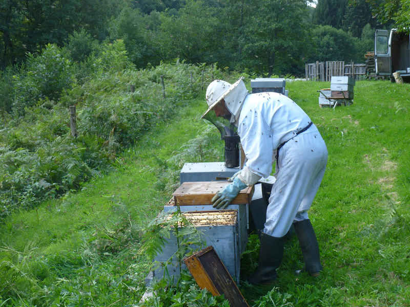 La ruche Fenouil des alpes