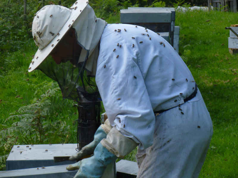 La ruche Fenouil des alpes