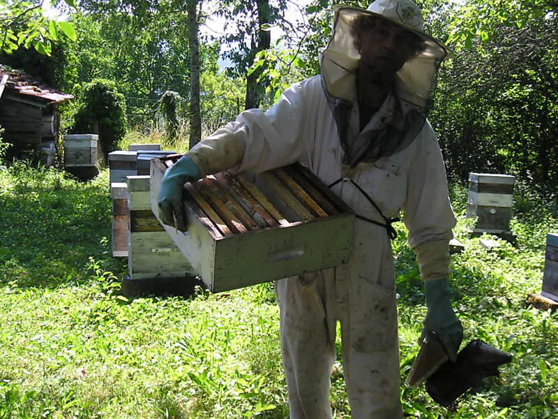 La ruche Fenouil des alpes