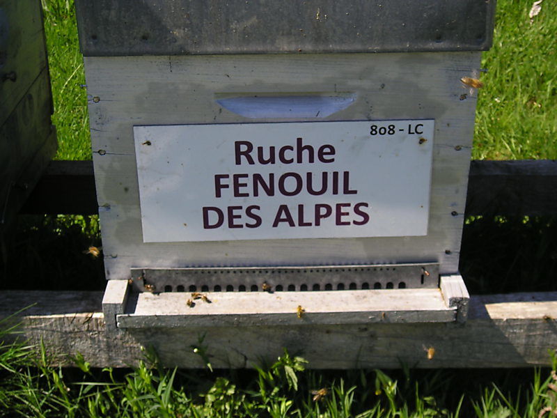 La ruche Fenouil des alpes