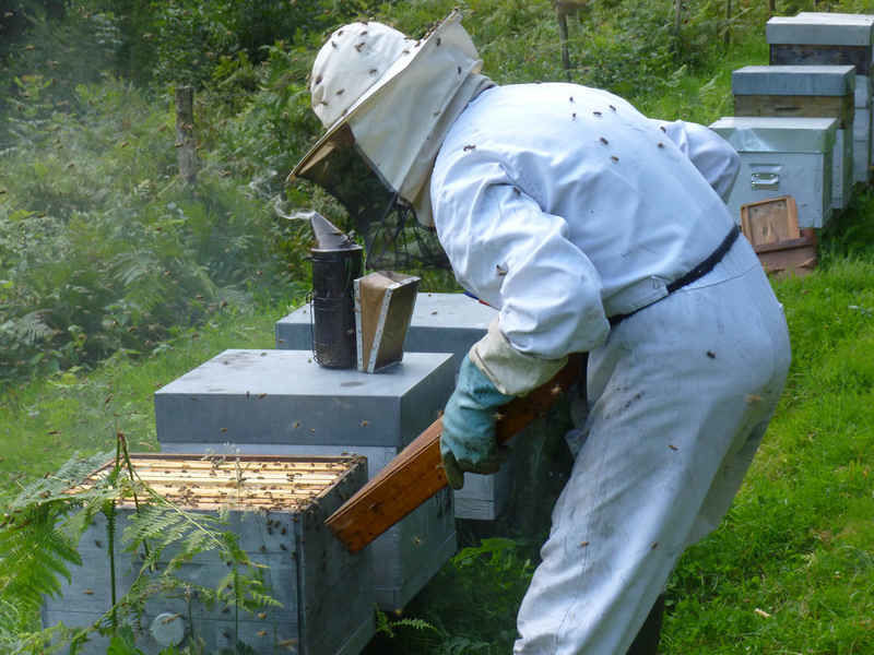 La ruche Fenouil des alpes