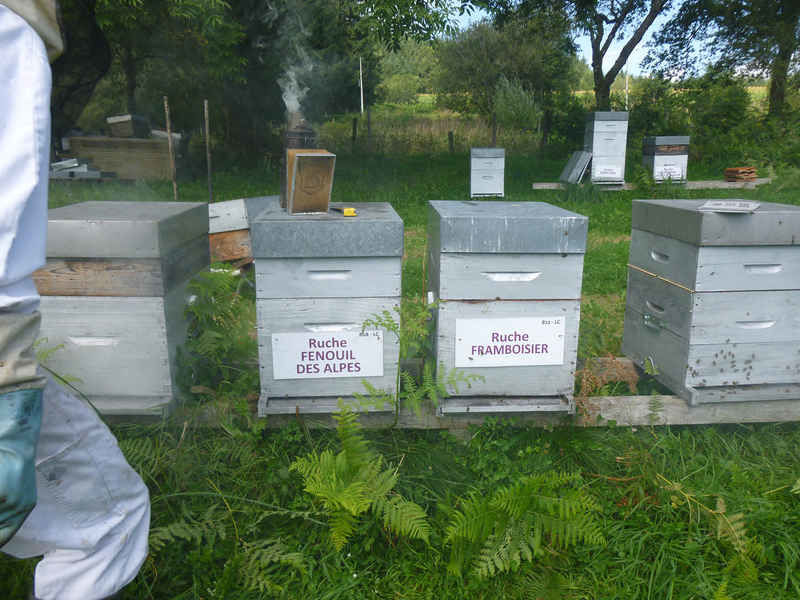 La ruche Fenouil des alpes