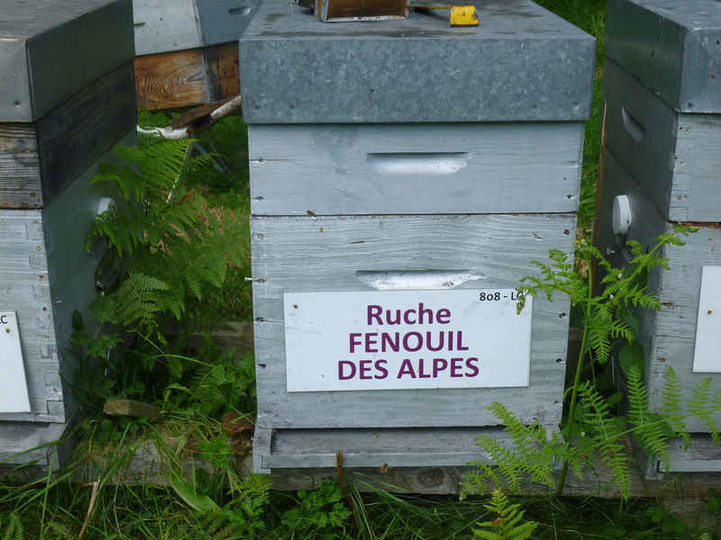 La ruche Fenouil des alpes