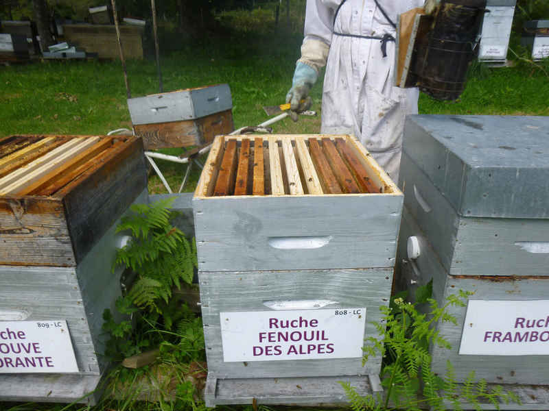 La ruche Fenouil des alpes
