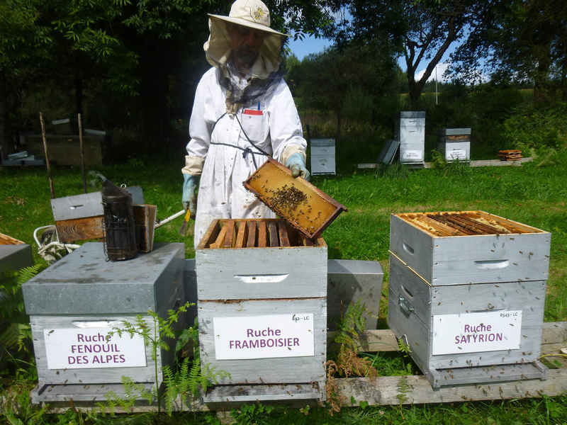 La ruche Fenouil des alpes