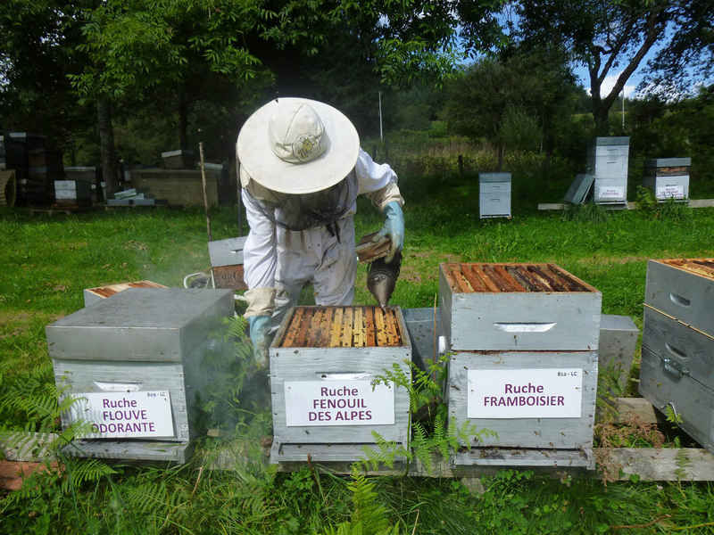 La ruche Fenouil des alpes