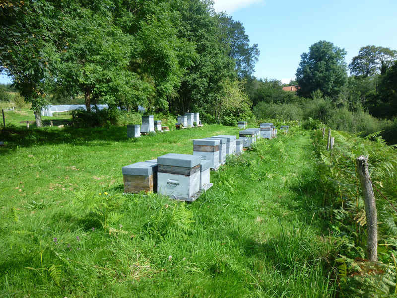 La ruche Fenouil des alpes